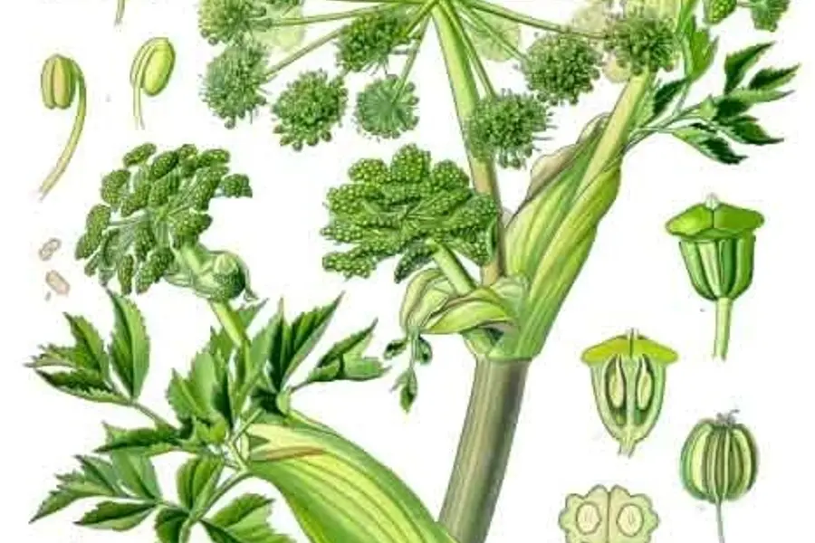 Angélique (Angelica archangelica)