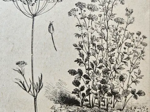 Anis vert (Pimpinella anisum)