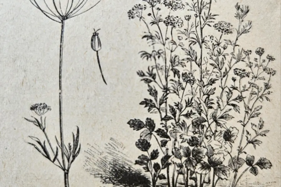 Anis vert (Pimpinella anisum)