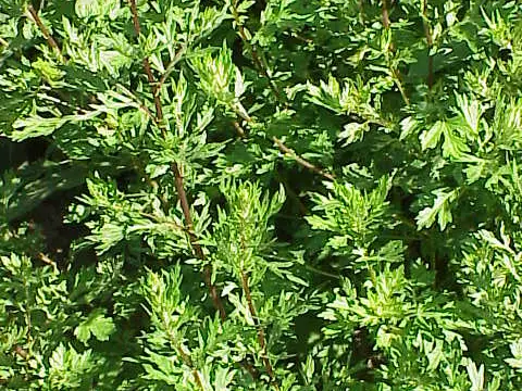 Armoise, plante maîtresse du jardin de sorcière