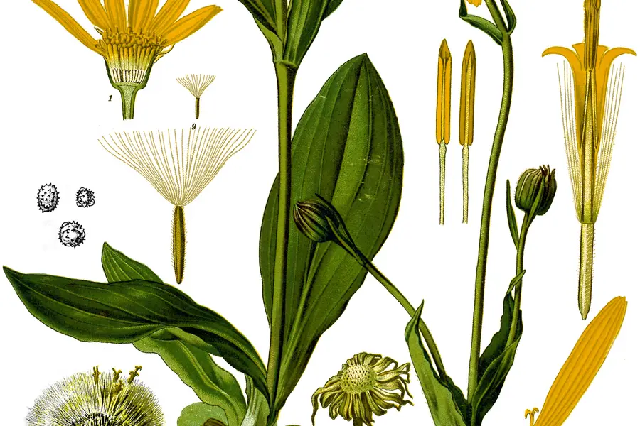Arnica (Arnica montana)