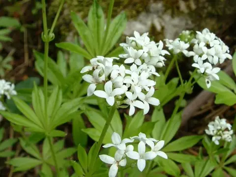 Aspérule odorante (Galium odoratum)