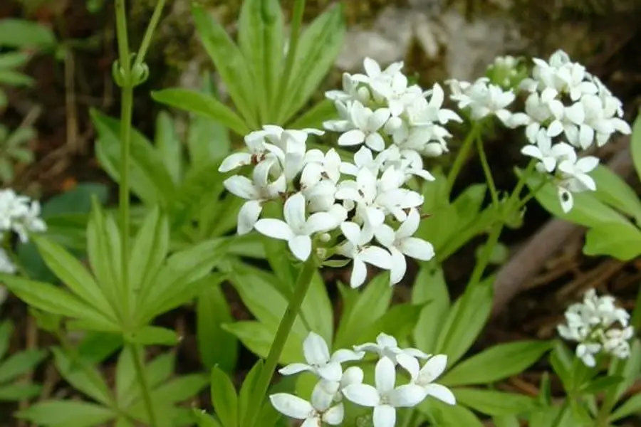 Aspérule odorante (Galium odoratum)