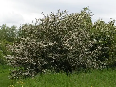 Aubépine (Crataegus monogyna)