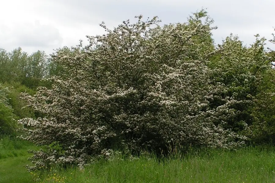 Aubépine (Crataegus monogyna)