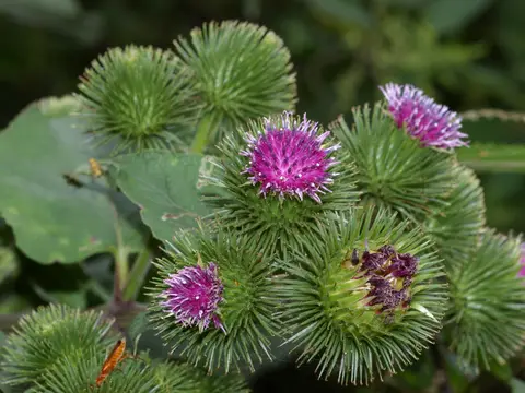 Bardane (Arctium lappa)