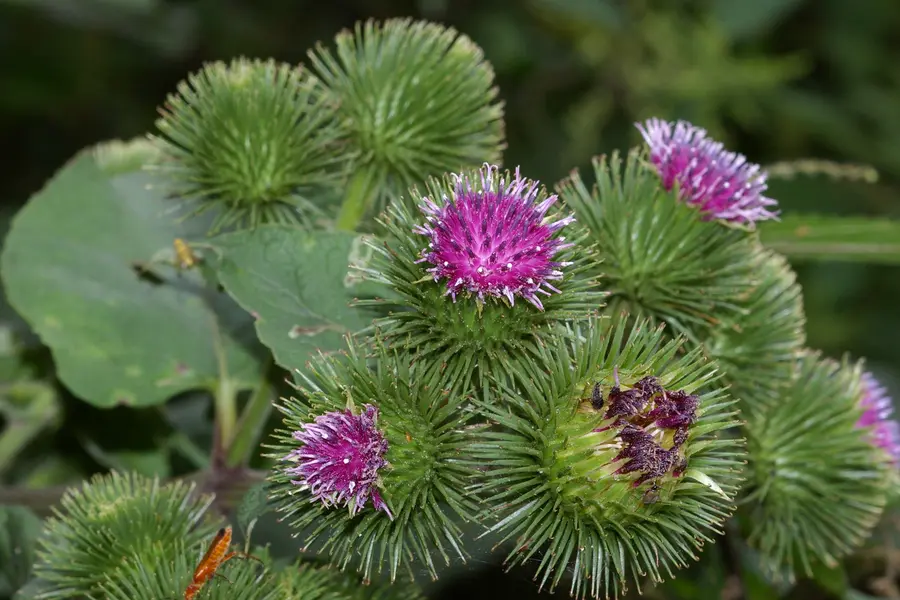 Bardane (Arctium lappa)
