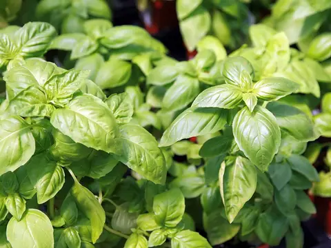 Basilic (Ocimum basilicum)