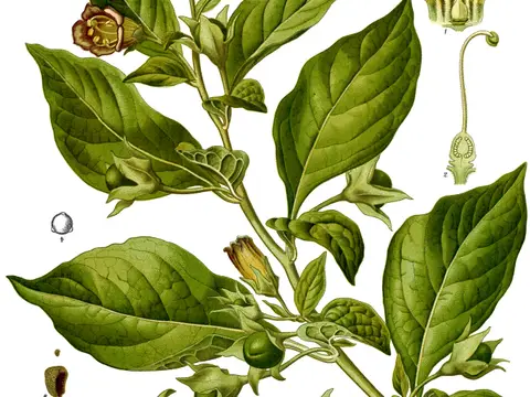 Belladone, l'herbe des sorcières aux baies noires