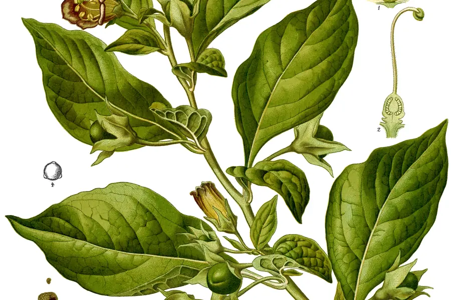 Belladone, l'herbe des sorcières aux baies noires