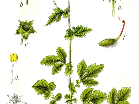 Benoîte (Geum urbanum)