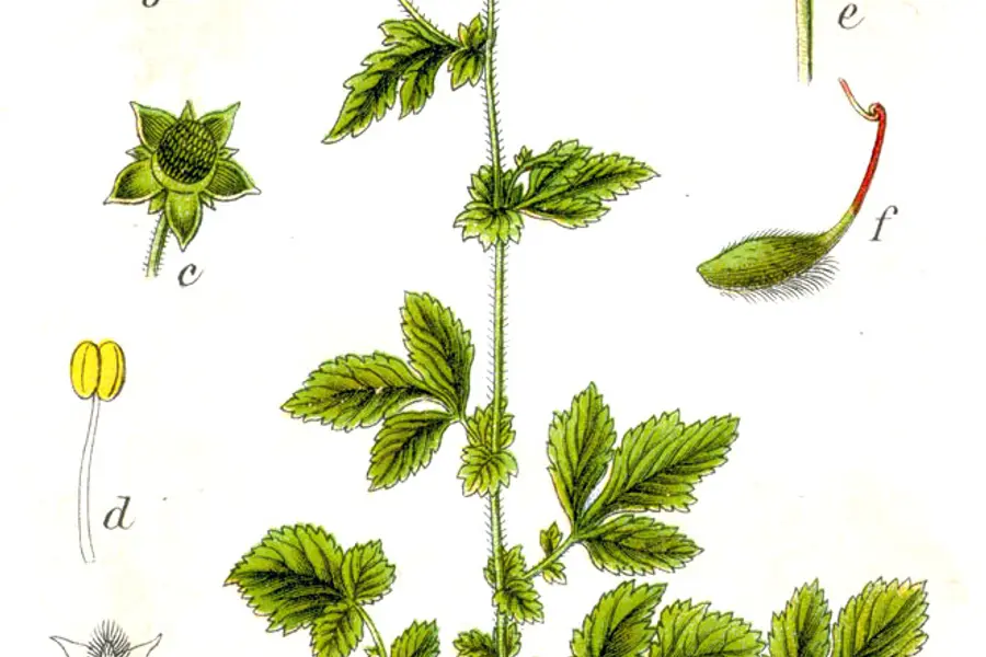 Benoîte (Geum urbanum)