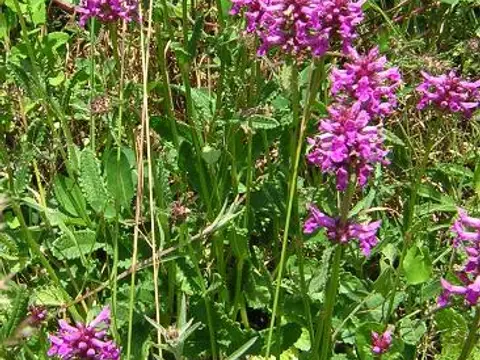 Bétoine (Stachys officinalis)