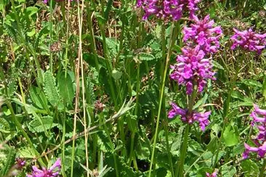Bétoine (Stachys officinalis)