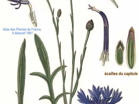Bleuet (Centaurea cyanus)