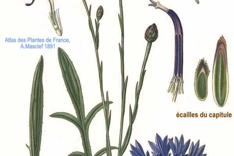Bleuet (Centaurea cyanus)