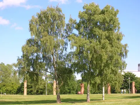 Bouleau (Betula pendula)