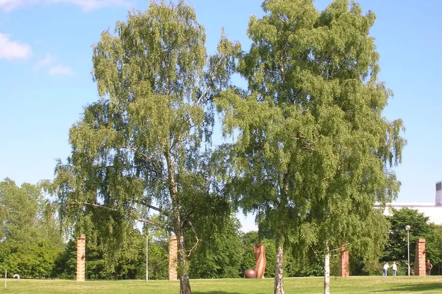 Bouleau (Betula pendula)