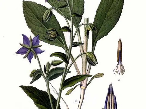 Bourrache (Borago officinalis)