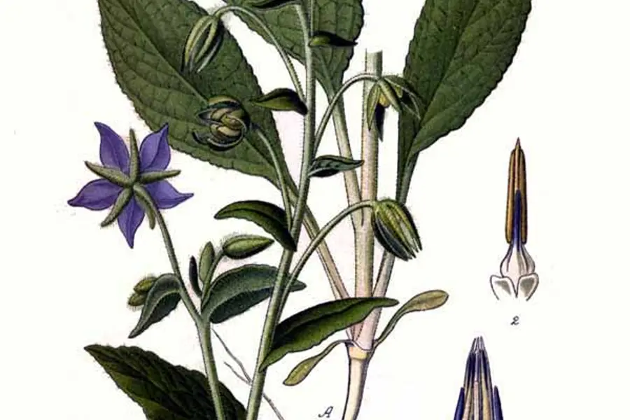 Bourrache (Borago officinalis)
