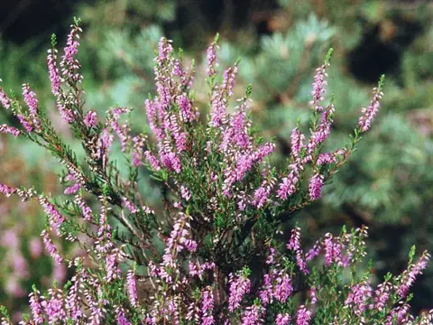 Bruyère (Calluna vulgaris)