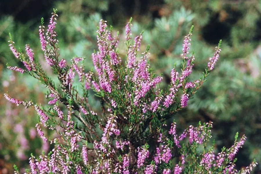 Bruyère (Calluna vulgaris)