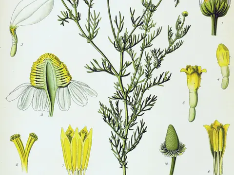 Camomille pour un bain de plantes apaisant