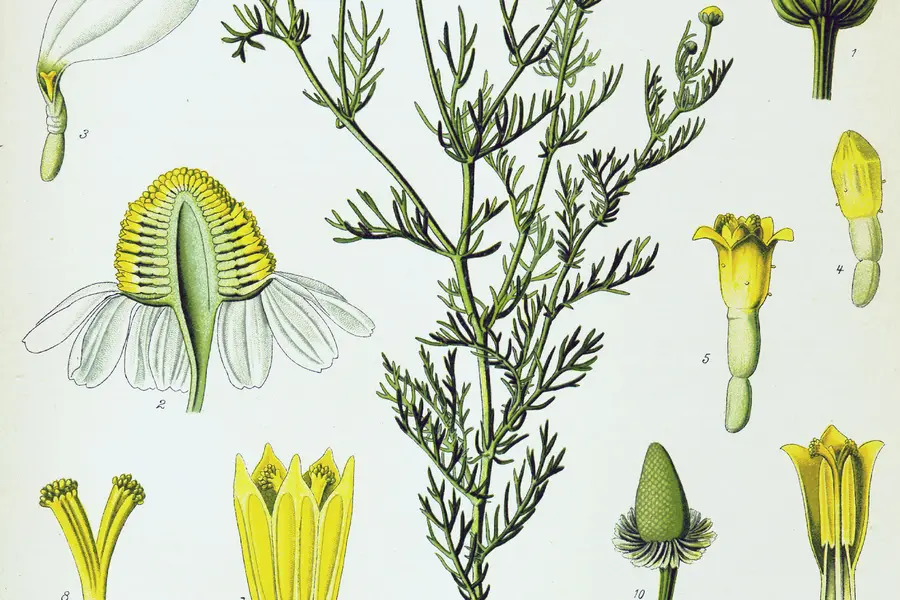 Camomille pour un bain de plantes apaisant