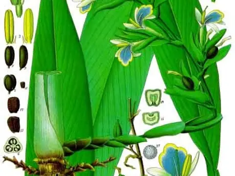 Cardamome (Elettaria cardamomum)
