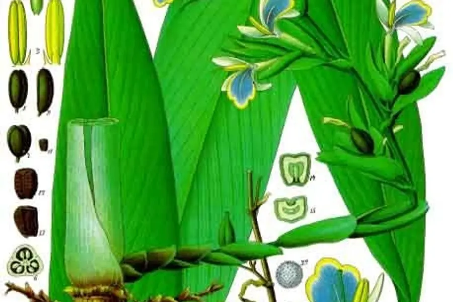 Cardamome (Elettaria cardamomum)