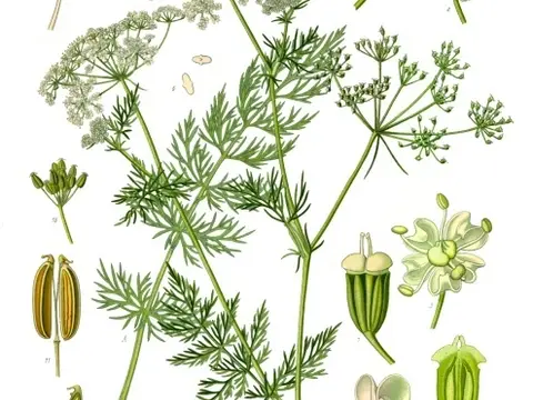 Carvi (Carum carvi)