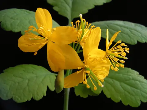 Chélidoine (Chelidonium majus)