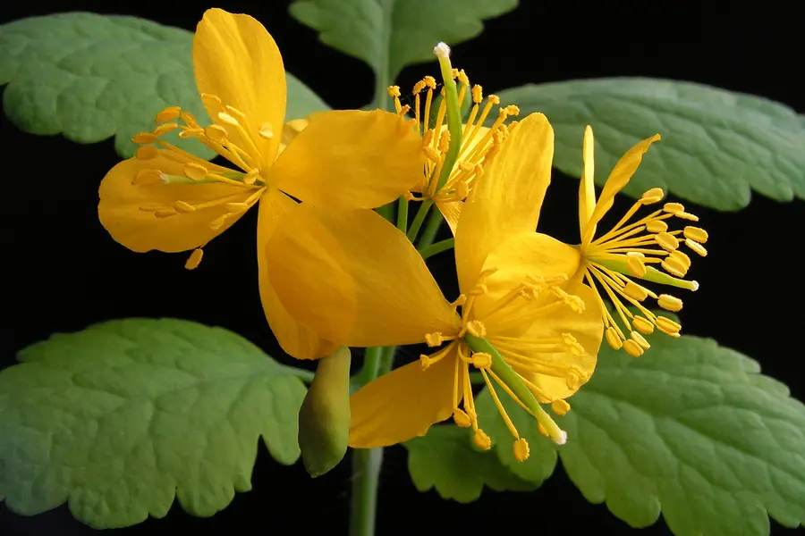 Chélidoine (Chelidonium majus)
