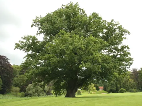 Chêne, roi de la forêt