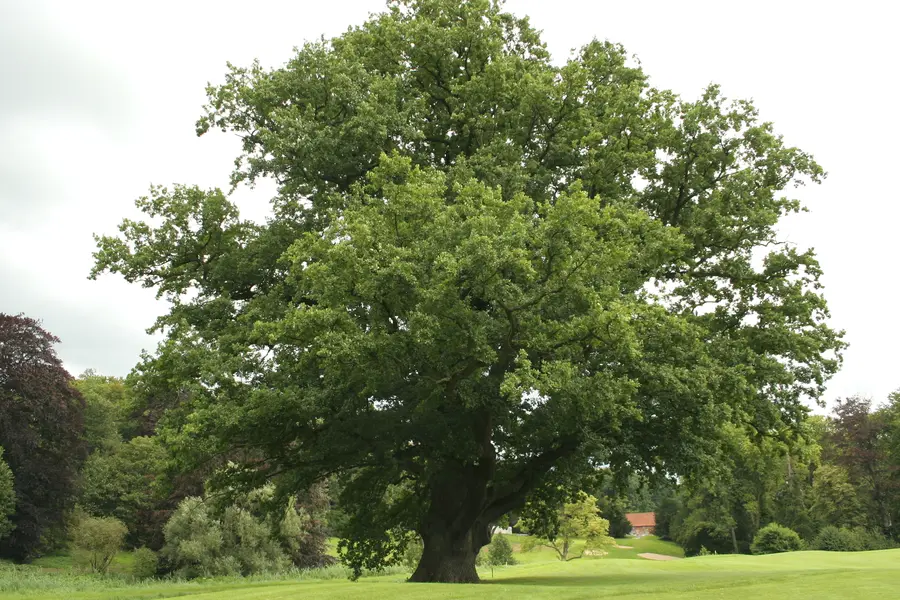 Chêne, roi de la forêt