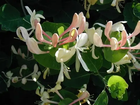 Chèvrefeuille (Lonicera caprifolium)