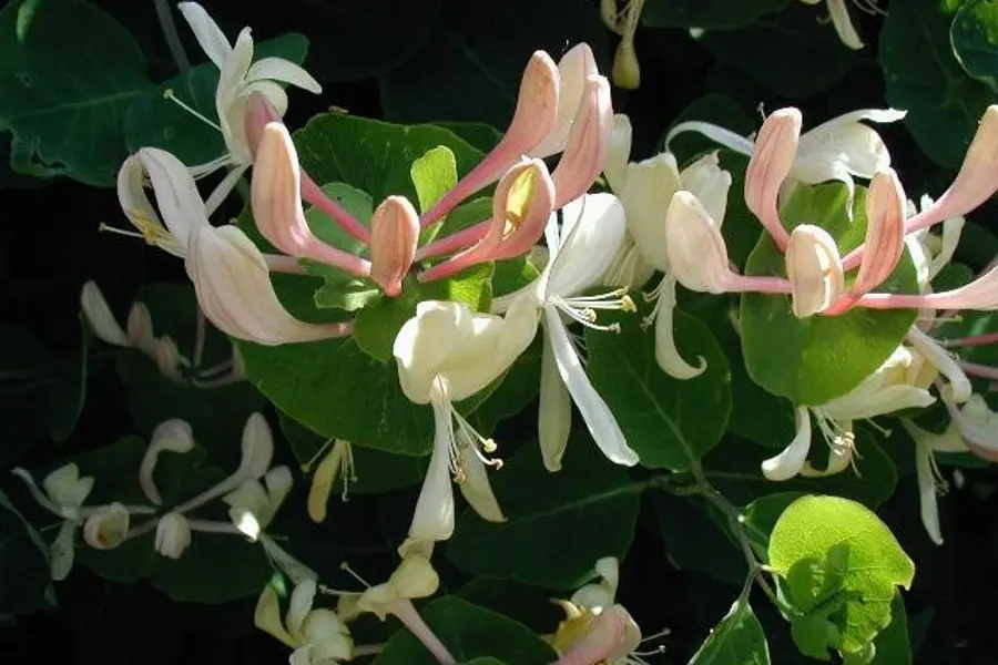 Chèvrefeuille (Lonicera caprifolium)