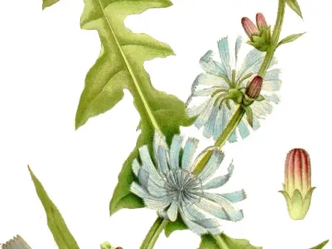 Chicorée (Cichorium intybus)