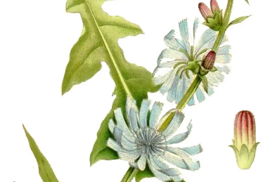 Chicorée (Cichorium intybus)