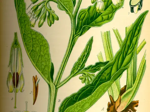 Consoude (Symphytum officinale)