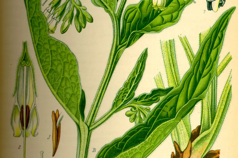 Consoude (Symphytum officinale)