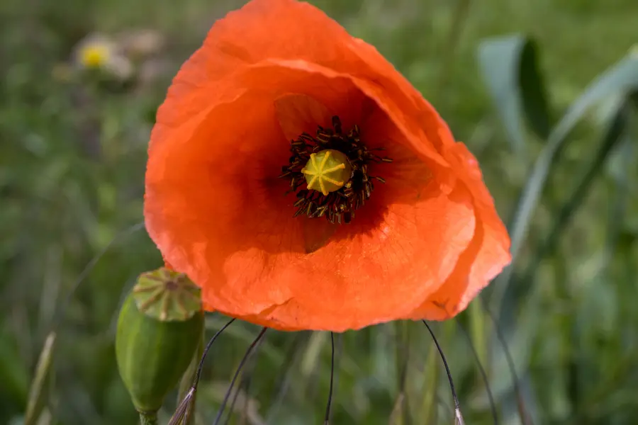 Coquelicot (Papaver rhoeas)