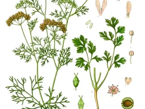 Coriandre (Coriandrum sativum)
