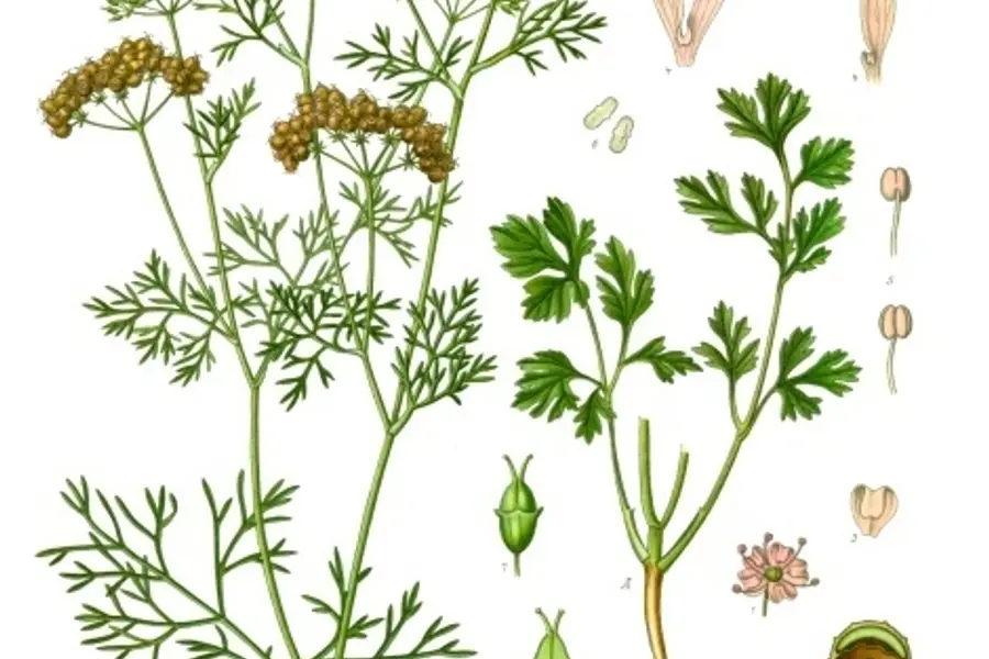 Coriandre (Coriandrum sativum)