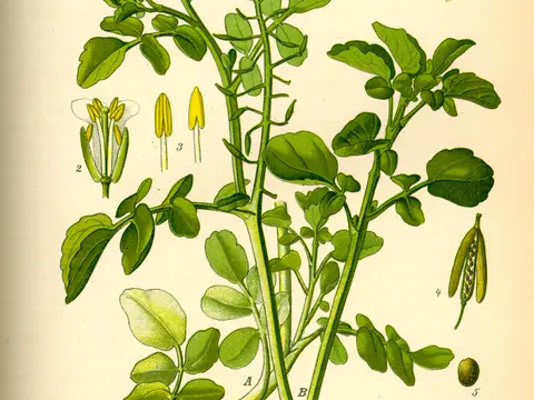 Cresson de fontaine (Nasturtium officinale)