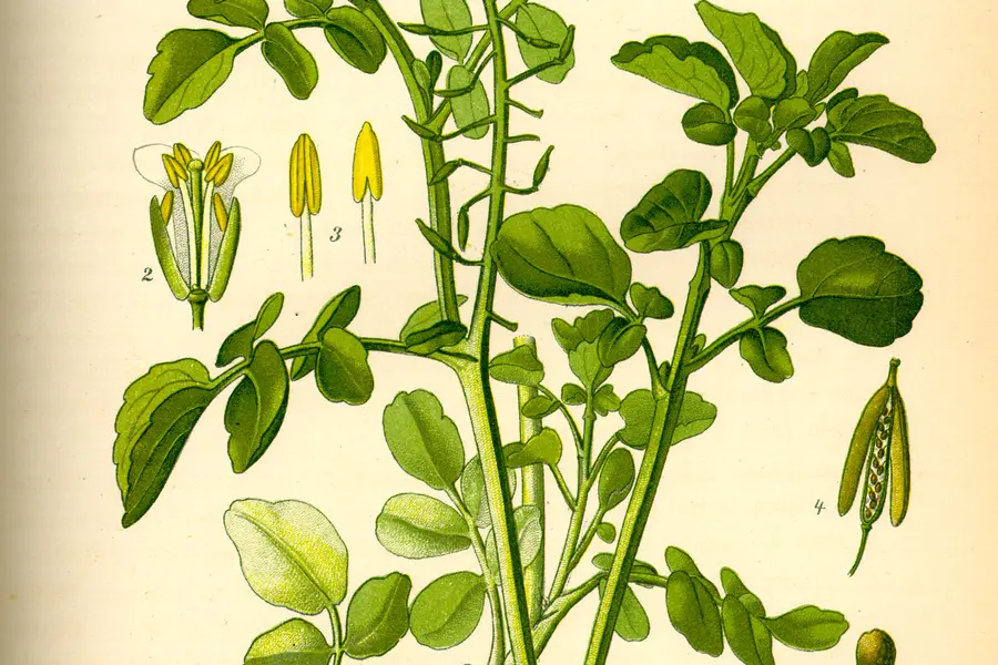 Cresson de fontaine (Nasturtium officinale)