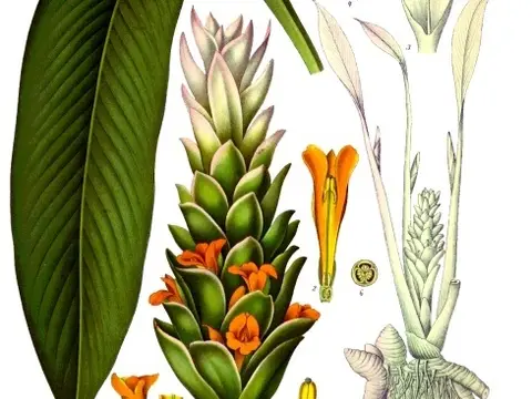 Curcuma (Curcuma longa)