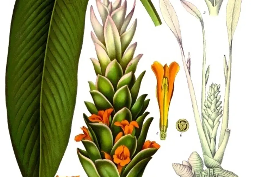 Curcuma (Curcuma longa)