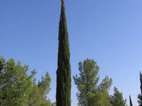 Cyprès (Cupressus sempervirens)