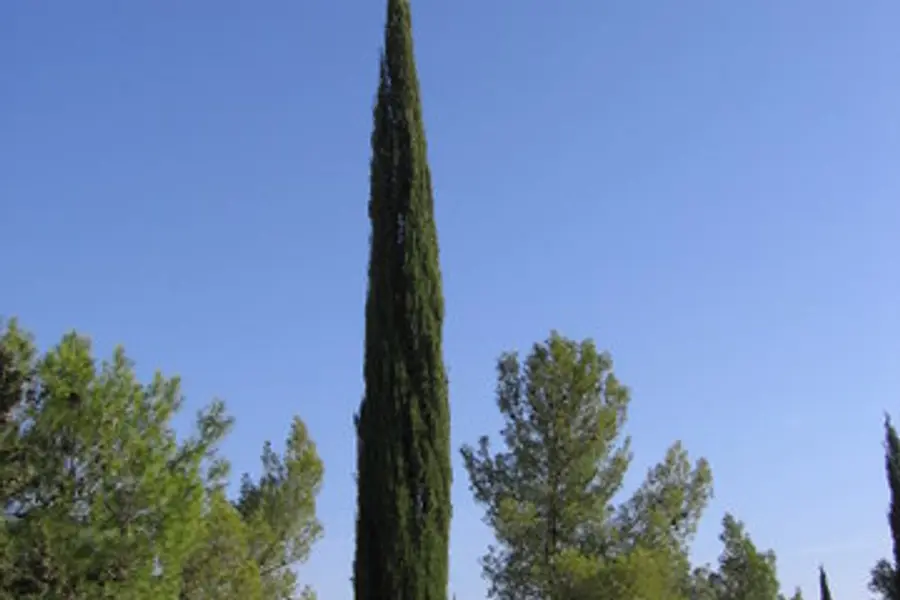 Cyprès (Cupressus sempervirens)